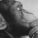 thinkingchimp2