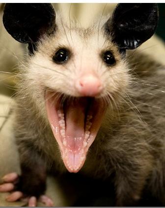 possum