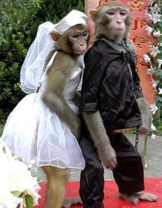 Monkey Marriage 